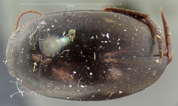 Media type: image;   Entomology 6067 Aspect: habitus dorsal view